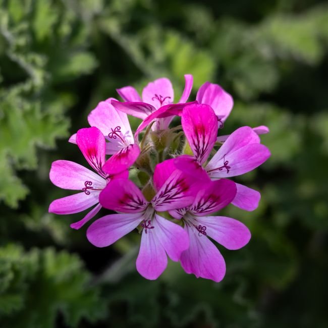 Geranium Pink Garden